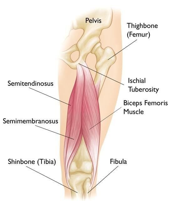Hamstring Strains